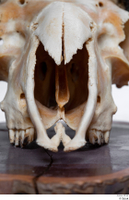  Skull Mouflon Ovis orientalis head skull 0001.jpg